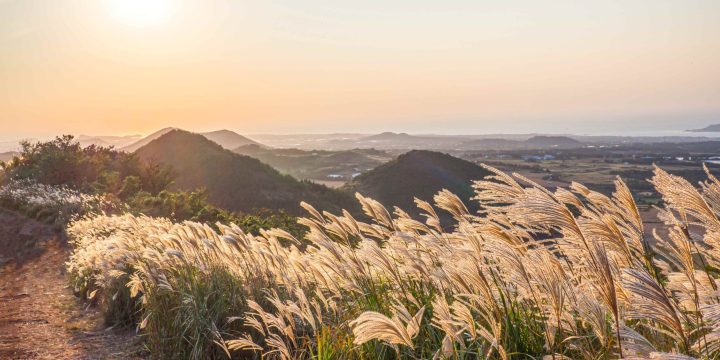 Autumn Silvergrass