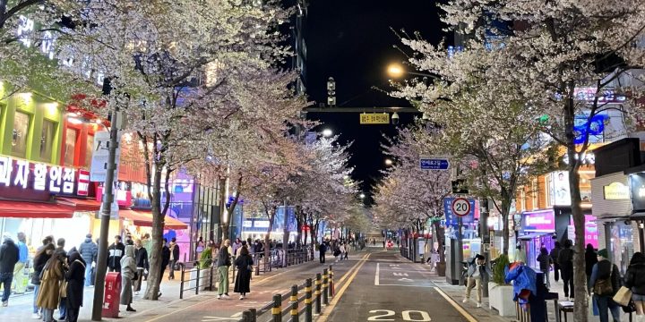 Cherry Blossoms Sinchon