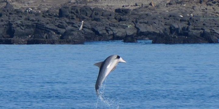 Jayden_Dolphin_Breech